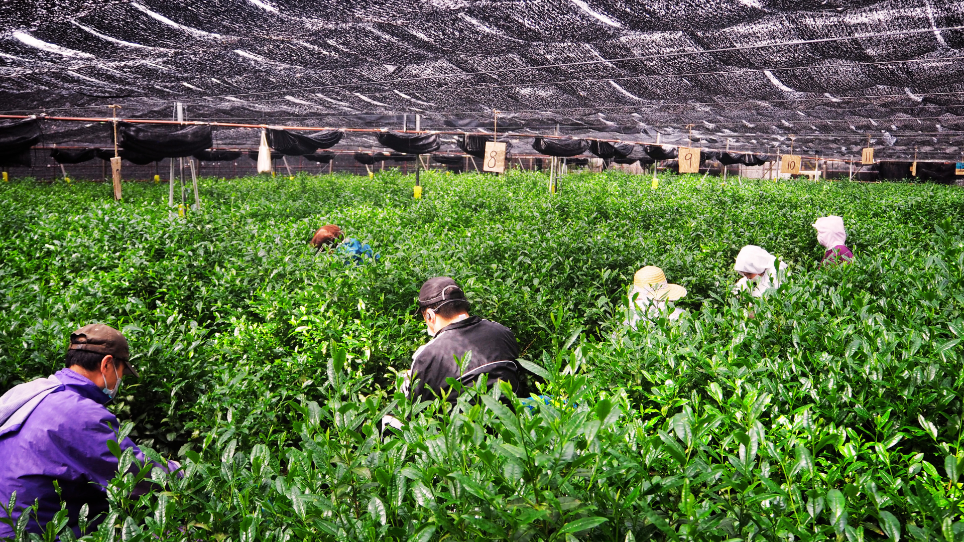 Tea pickers picking matcha green tea leaves under a shaded roof