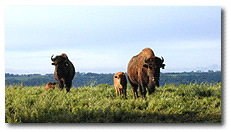 buffalo herd