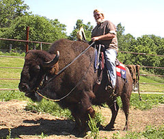 Man riding a buffalo