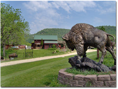 Buffalo Statue