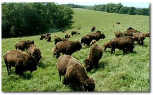 buffalo pasture