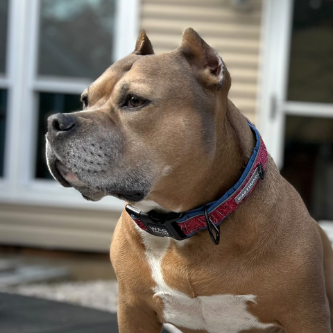 Pit bull wearing wide collar