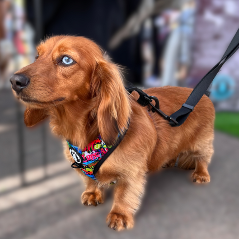 IVDD In Dogs - Dog Harness and Leash Set - for IVDD worn by a Dachshund