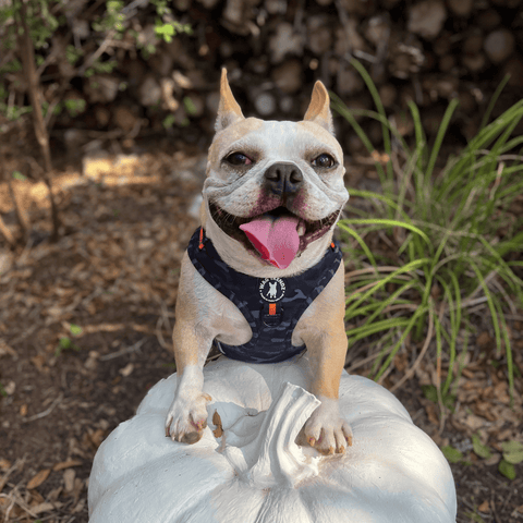 Best Dog Leashes - Cute fawn colored Frenchie Bulldog wearing camo orange dog harness standing on a white pumpkin with outdoor fall background - Wag Trendz