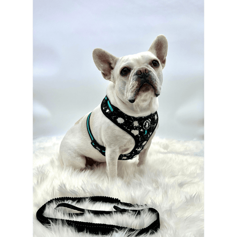 Best Dog Leashes - Bungee style leash laying in front of white Frenchie Bulldog with black, white and teal harness on against a solid white background - Wag Trendz