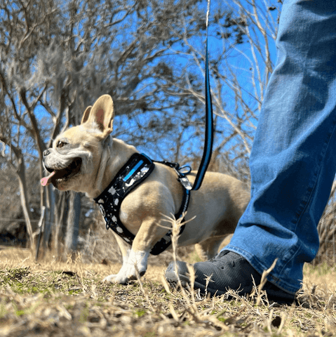 Best Dog Leashes - Frenchie Bulldog walking beside a human in a field with black, white and teal harness and leash on - Wag Trendz