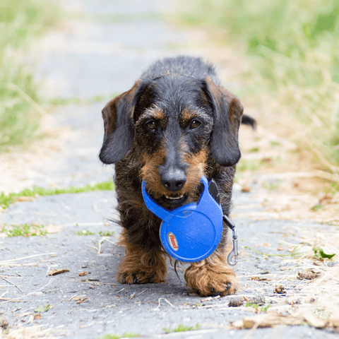 Best Dog Leashes - Dachshund dog carrying retractable leash in mouth walking toward the camper - Wag Trendz