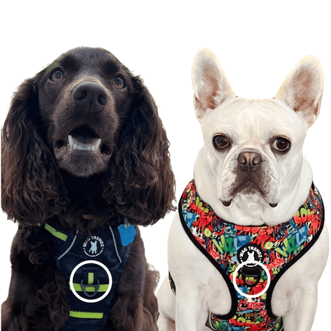 No Pull Dog Harness - French Bulldog and Boykin Spaniel wearing a No Pull Dog Harness - Wag Trendz®