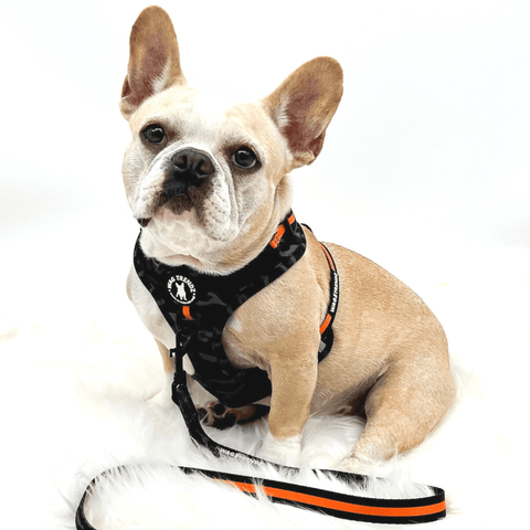 No Pull Dog Harness - French Bulldog wearing a No Pull Dog Harness in Camo Orange - Wag Trendz®