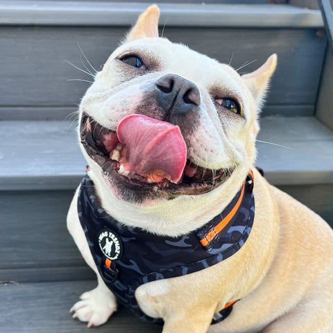 Funny Dog Quotes - French Bulldog wearing dog harness in camo with orange accents - sitting outdoors - Wag Trendz®