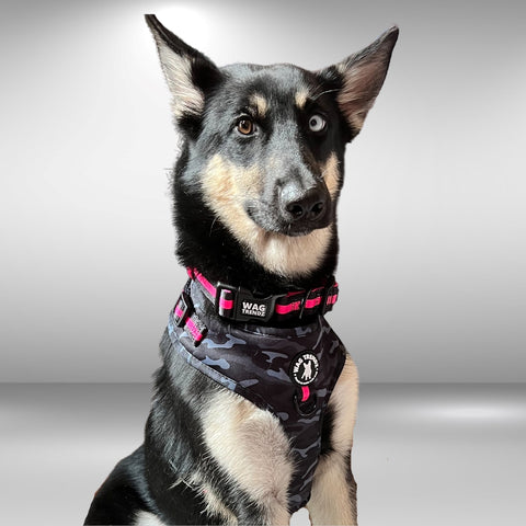 Funny Dog Quotes - German Shepherd mix wearing dog collars harnesses & Leashes - Camo Pink - against white background - Wag