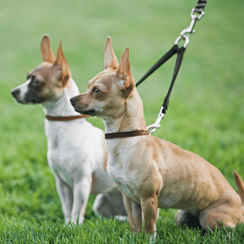 Best Dog Leashes - Two dogs sitting in grass with collars and a leash coupler attached to the leash - Wag Trendz