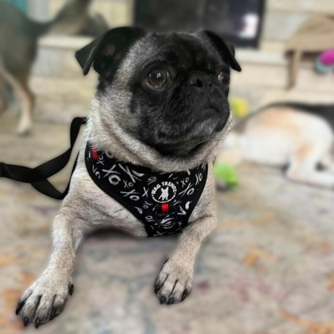IVDD In Dogs - Dog Harness - worn by a Pug