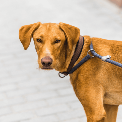 Best Dog Leashes - Cute brown dog standing on sidewalk with a slip leash around its neck looking at the camera - Wag Trendz