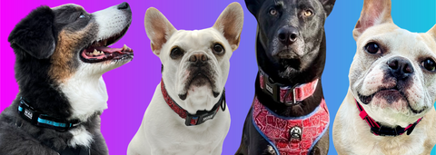 Types of dog collars