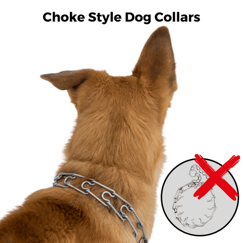 Dog wearing choke collar