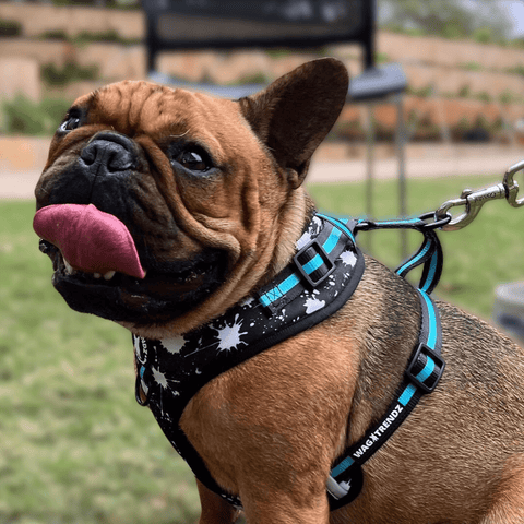 IVDD In Dogs - Dog Harness worn by Frenchie Bulldog