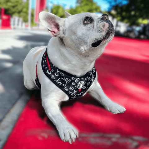IVDD In Dogs - Dog Harness worn by French Bulldog