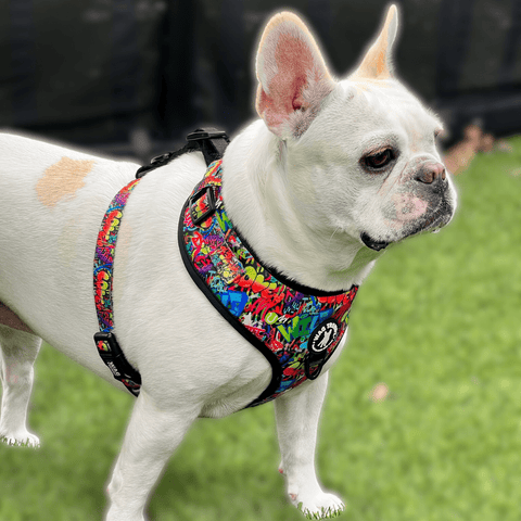 IVDD In Dogs - Dog Harness worn by French Bulldog - Street Graffiti