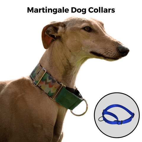 Whippet wearing martingale dog collar