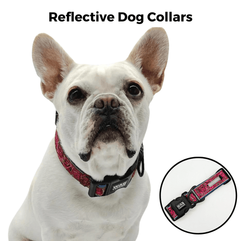 French Bulldog wearing reflective dog collar