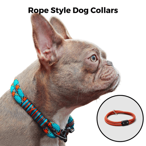 Frenchie wearing rope dog collar