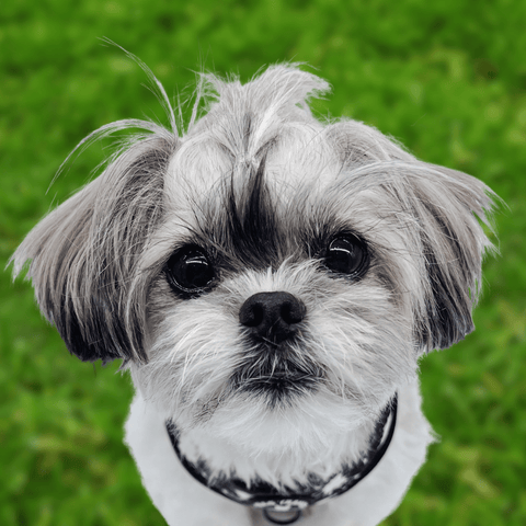 IVDD In Dogs - Dog Harness worn by Shih-Tzu