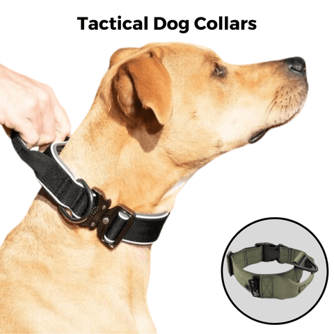Tactical dog collar on big dog