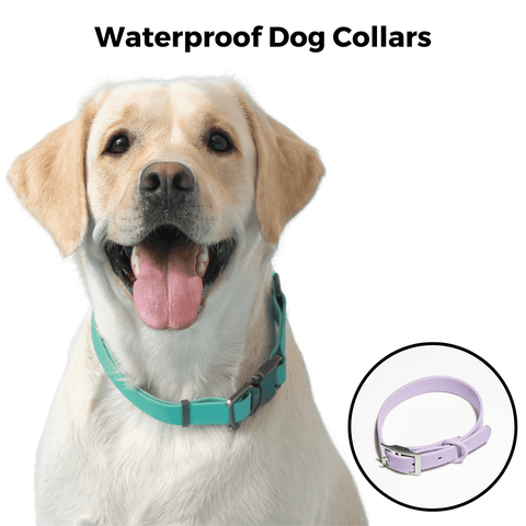 Waterproof dog collar on Yellow Lab