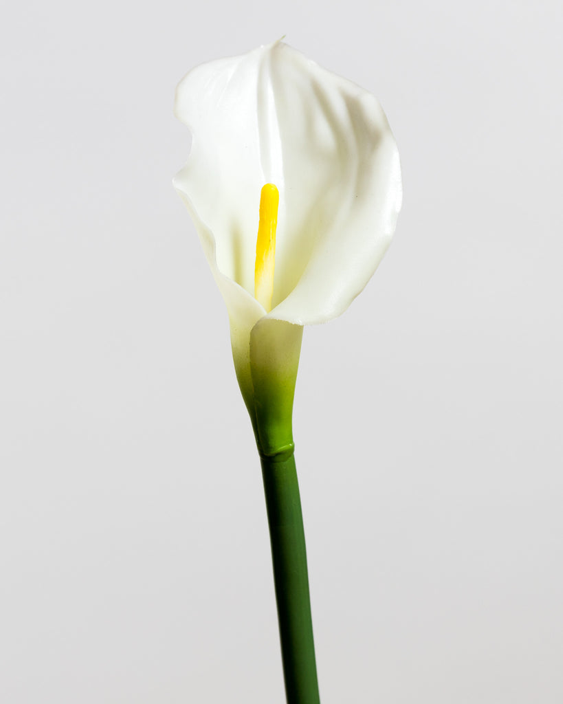 Medium Calla Lily Ivory - Tropics Collection– Casa Febus | Home • Design