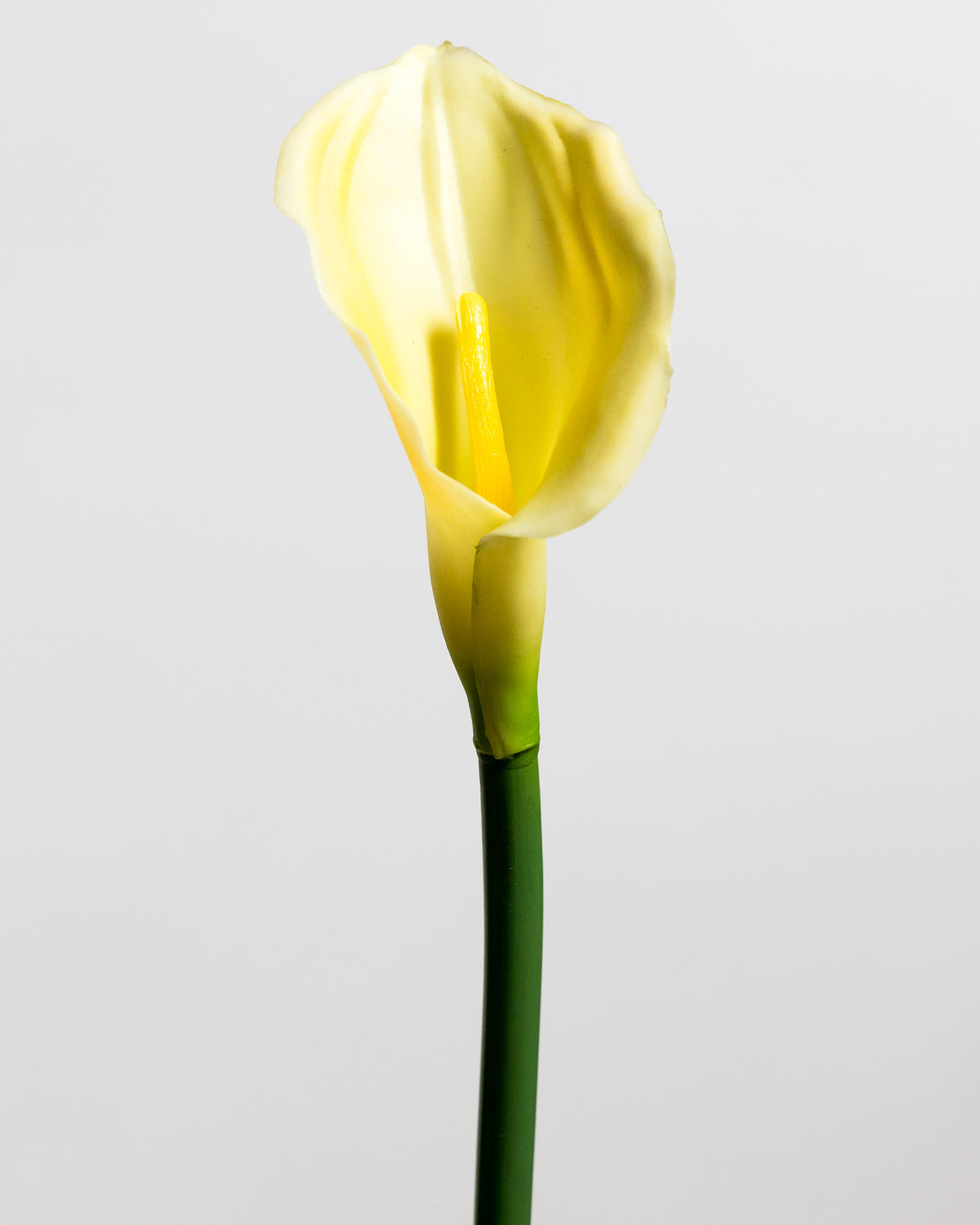 Calla Lily Yellow Medium - Tropics Collection– Casa Febus | Home • Design