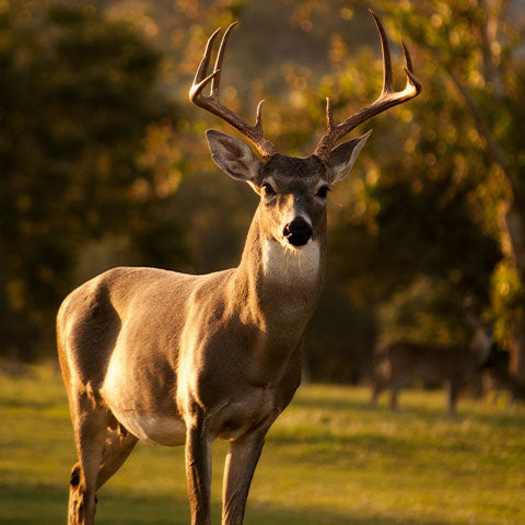 deer in field during day