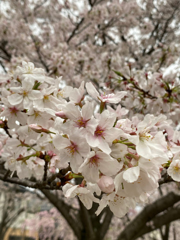 2024年桜のアップ