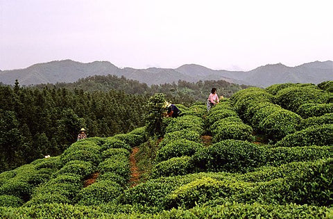Zhejiang tea farm 