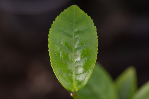 Tea Plant Leaf