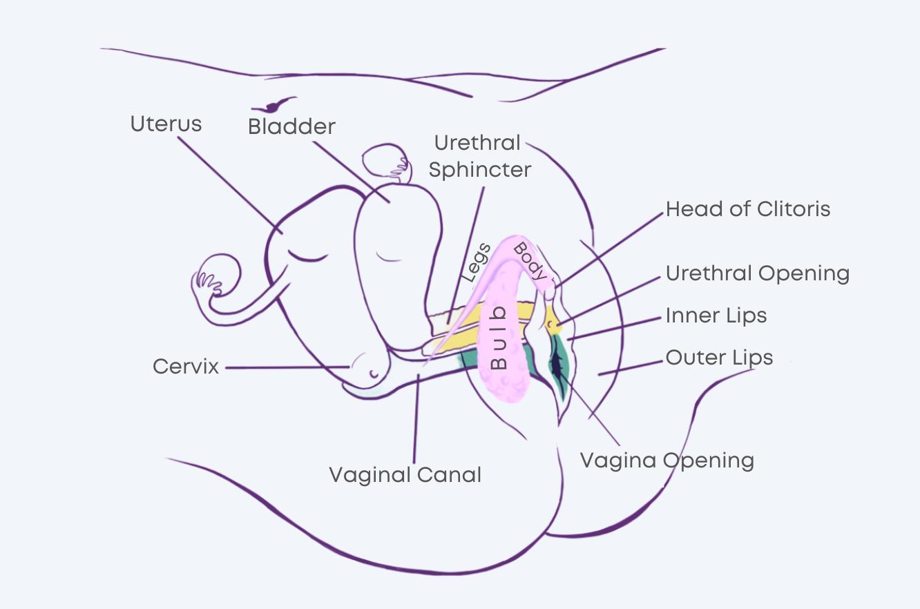 Anatomy o the Female Genitalia Diagram