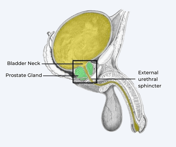 Diagram of The Anatomical Position of the Prostate