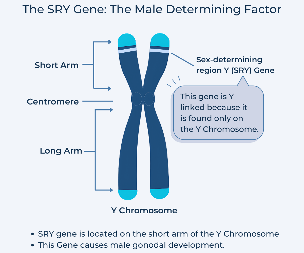 Diagram of The SRY Gene The Male Determining Factor