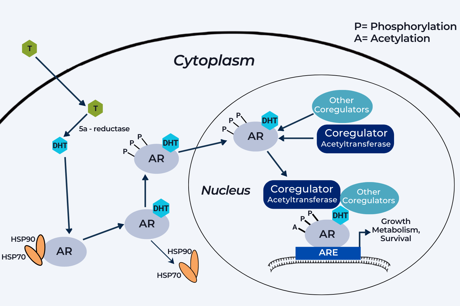 Diagram of the Activation of Androgen Regulated Genes