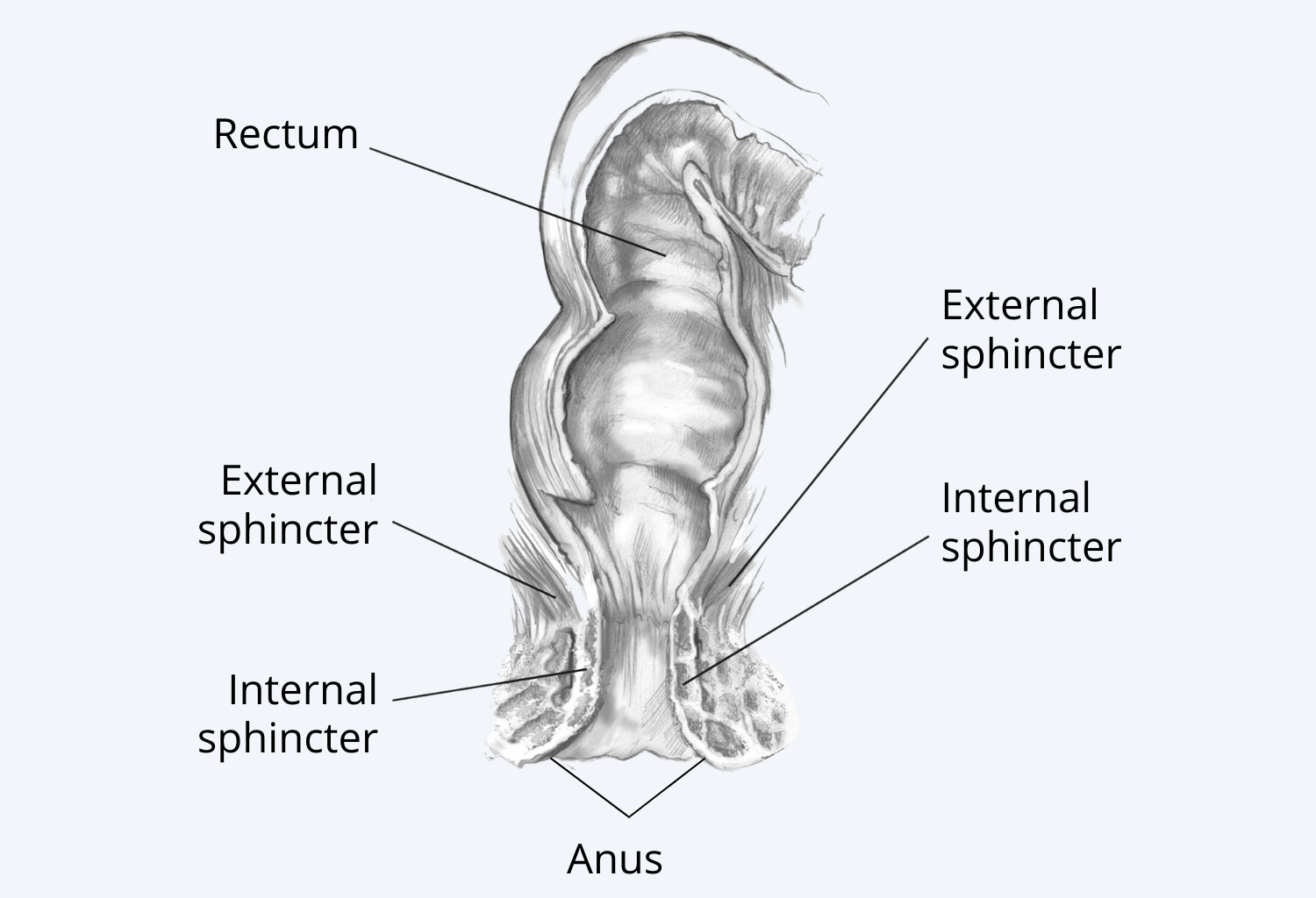 Diagram of the External and Internal Anal Sphincter Muscles