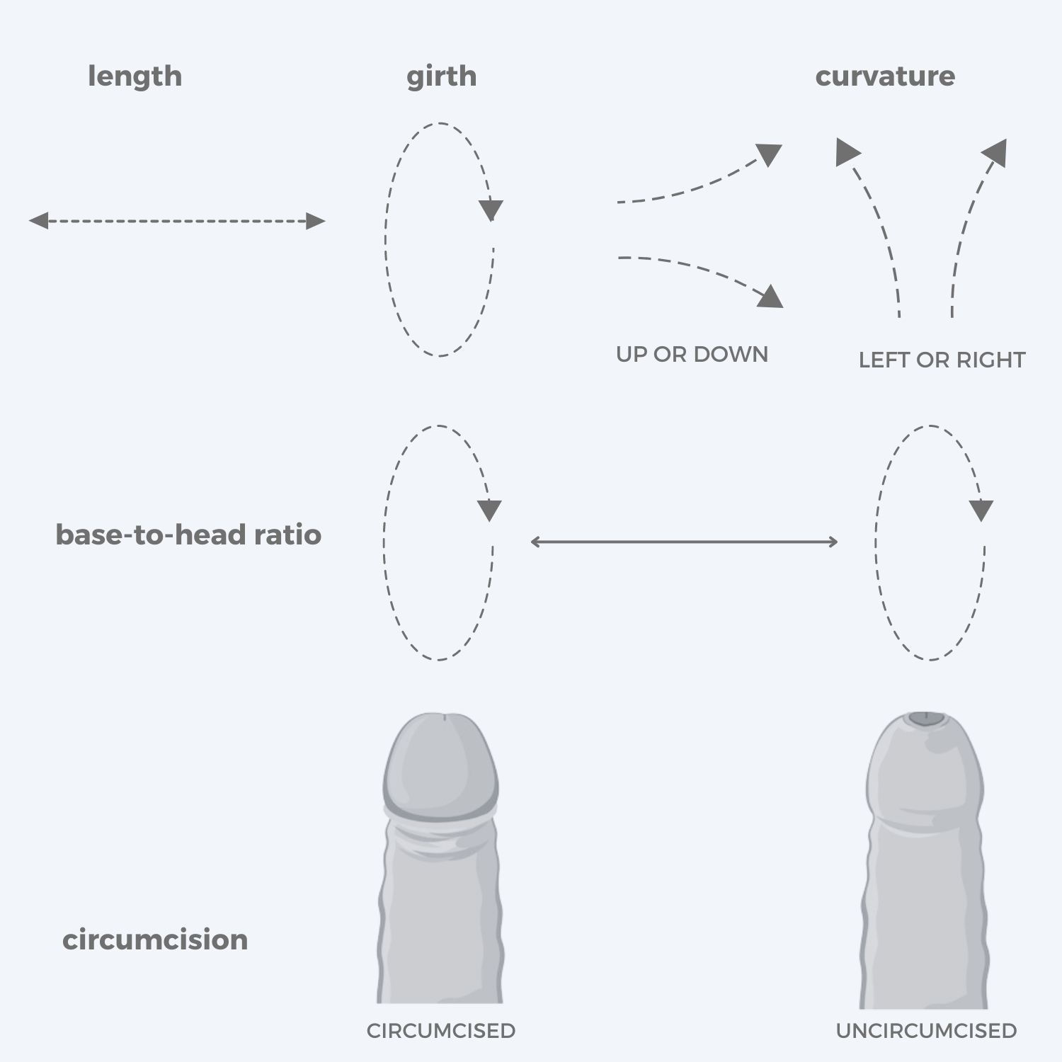 Diagram of the Features of the Penis