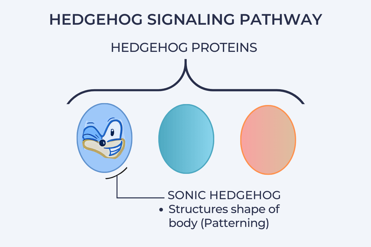 Diagram of the Hedgehog Signaling Pathway