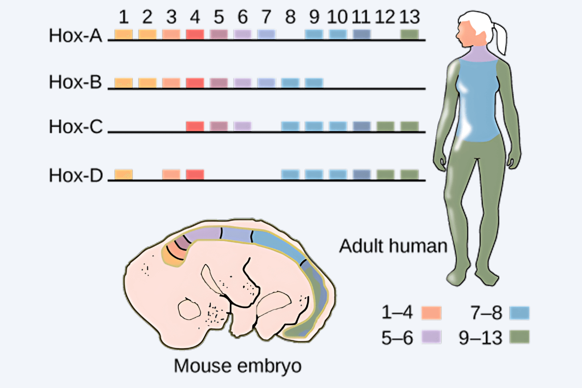 Diagram of the Homology between Hox genes in mice and humans