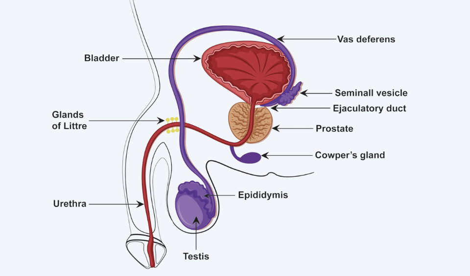 Diagram of the Male Accessory Glands