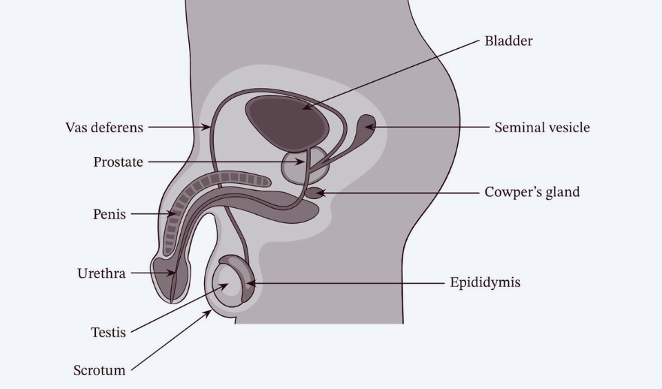 Diagram of the Male Genital System