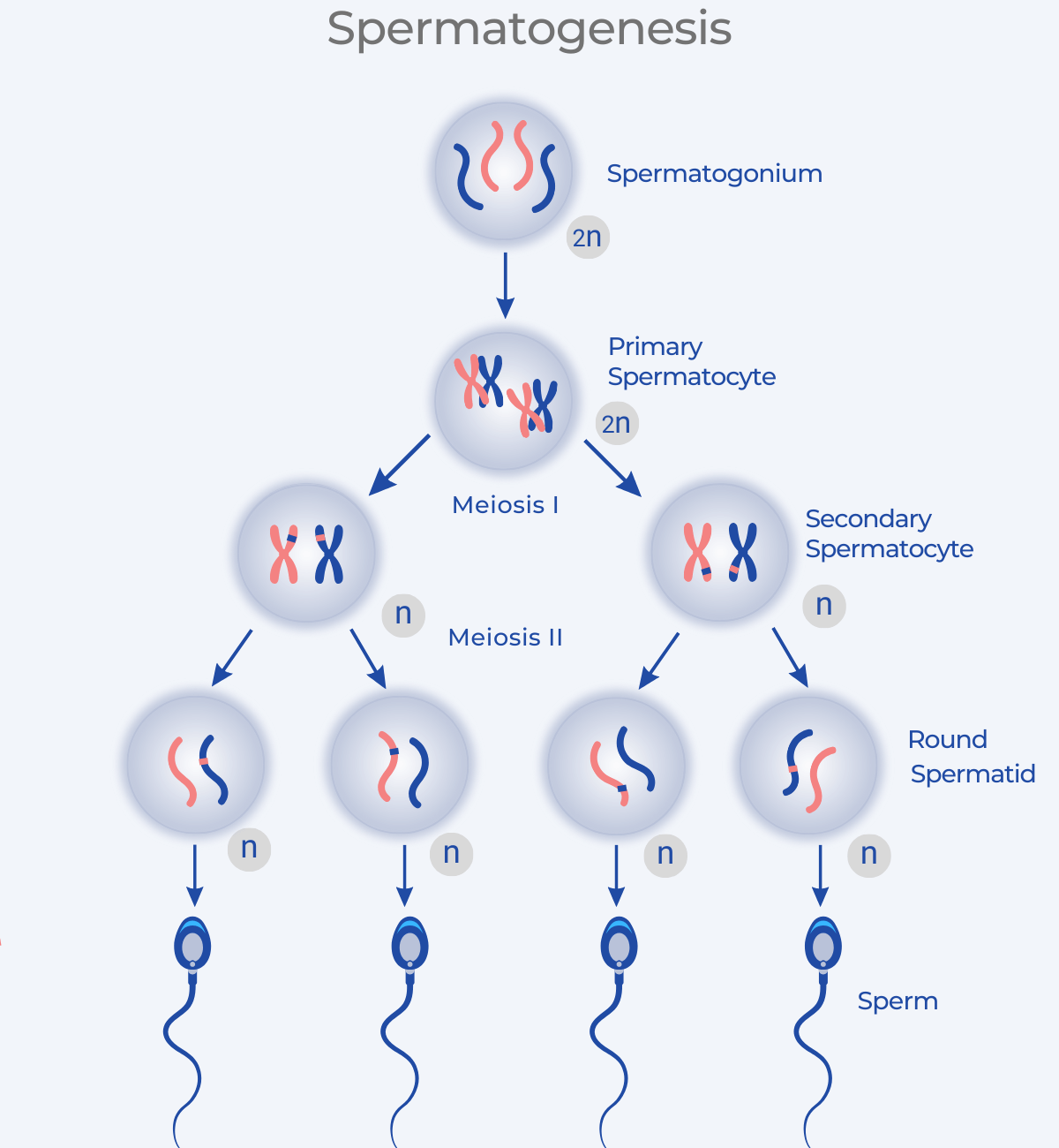 Diagram of the Spermatogenesis