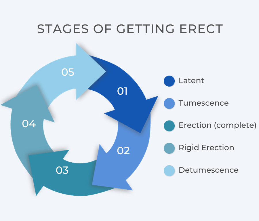 Diagram of the Stages of Getting Erect