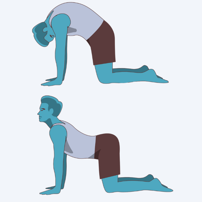 Illustration of Cat Cow Position