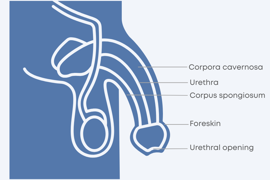 Illustration of the Parts of the Penis