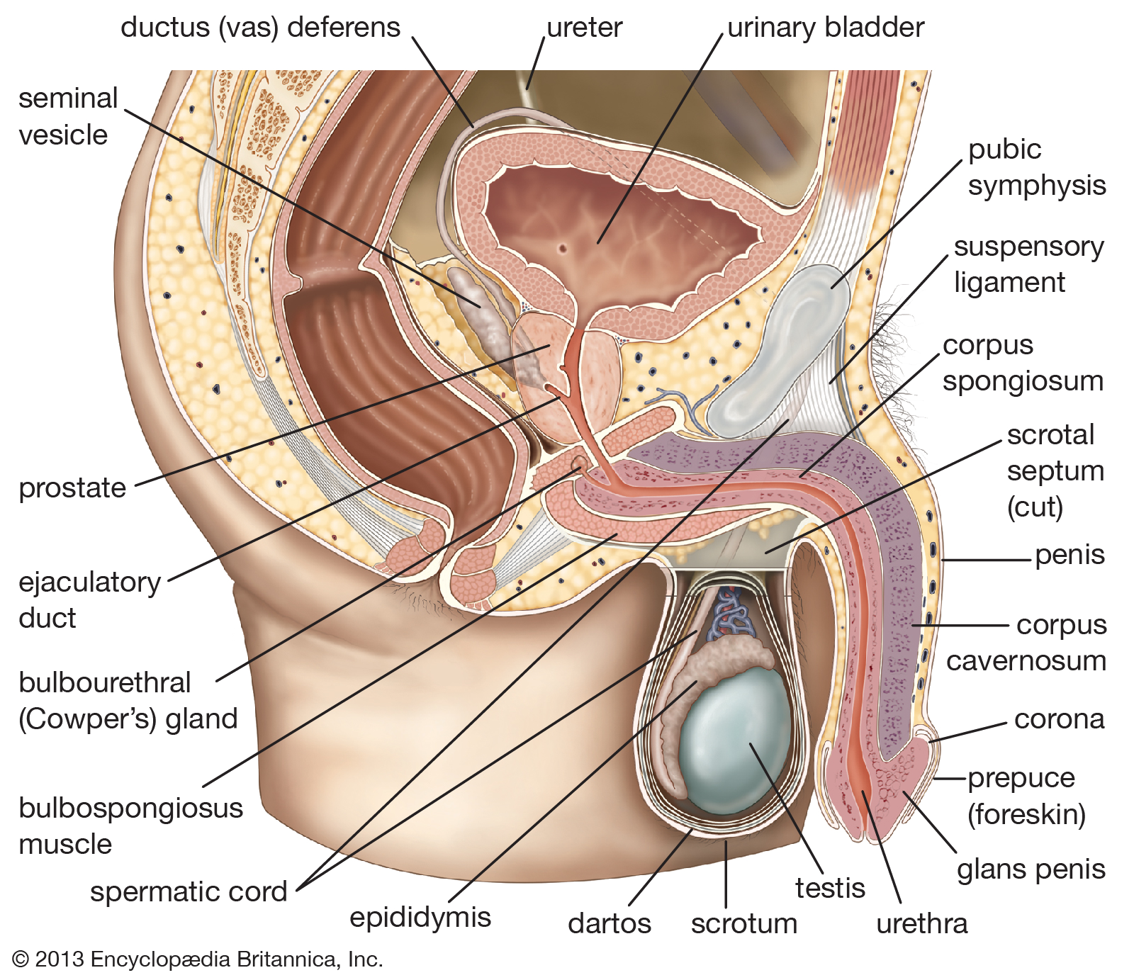 human penis diagram